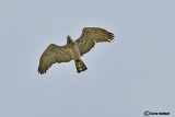 Biancone (Circaetus gallicus)