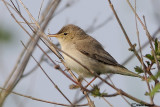 Canapino pallido-Eastern Olivaceous Warbler