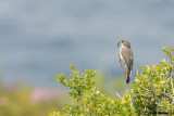 Silvia di Rppell-Rppells Warbler (Sylvia rueppelli)