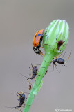 Coccinella septempunctata