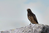 Biancone-Short-toed Eagle  (Circaetus gallicus)