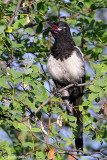 Gazza -Eurasian Magpie (Pica pica)