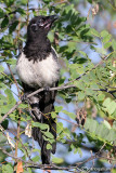 Gazza -Eurasian Magpie (Pica pica)