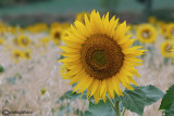 Campo di girasoli