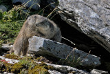 Marmotta-Alpine marmot  (Marmota marmota)
