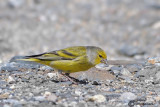 Venturone-Citril Finch	(Serinus citrinella)