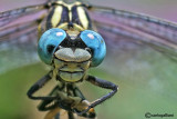 Onychogomphus forcipatus ssp. unguiculatus male