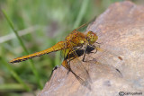 Sympetrum flaveolum female