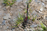 Leucorrhinia dubia male