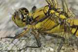 Orthetrum cancellatum male