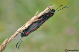 Zygaena lonicerae