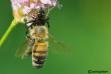 Sinaema globosum