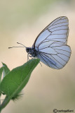 Aporia crataegi