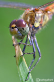 Sympetrum striolatum