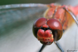 Sympetrum sanguineum male