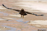 Aquila delle steppe (Aquila nipalensis