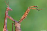 European mantis - Mantis religiosa 