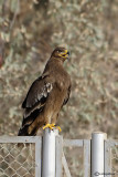 Aquila delle steppe	(Aquila nipalensis)