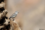 Averla mascherata -Masked Shrike(Lanius nubicus)