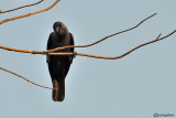 Corvo delle case -House Crow (Corvus splendens)