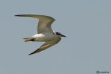 Mignattino piombato-Whiskered Tern  (Chlidonias hybridus)