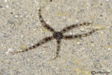 Ophiuroidea sp.