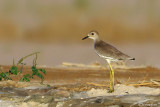 Pavoncella codabianca-White-tailed Lapwing  (Vanellus leucurus)
