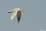 Sterna maggiore-Caspian Tern  (Sterna caspia)