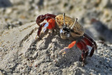 Granchio violinista - Fiddler crabs - Uca sp.