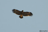 Aquila anatraia maggiore- Greater Spotted Eagle (Aquila clanga)