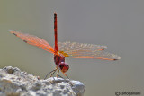 Trithemis arteriosa male