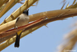 Spectacled bulbul (Pycnonotus xanthopygos)