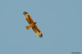 Aquila di Bonelli -Bonellis Eagle (Aquila fasciata)