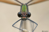 Calopteryx virgo female