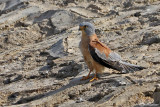 Grillaio- Lesser Kestrel (Falco naumanni)