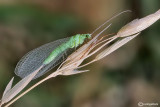 Chrysopa pallida