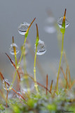 Pioggia sul muschio-Moss in the rain