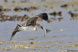 Gabbiano fuligginoso -Sooty Gull (Larus hemprichii)