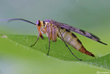 Mosca scorpione (Panorpa sp. )