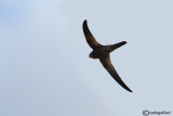 Rondone pallido-Pallid Swift (Apus pallidus)