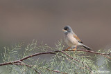 Sterpazzola di Sardegna-Spectacled Warbler (Sylvia conspicillata)