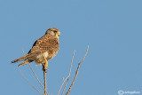 Gheppio -Eurasian Kestrel (Falco tinnunculus ssp. dacotiae)