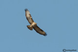 Poiana (Buteo buteo ssp. insularum)