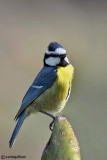 Cinciarella africana-African Blue Tit (Cyanistes teneriffae ssp. degener)