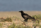 Corvo imperiale- Common Raven (Corvus corax ssp.tinginatus)