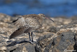 Chiurlo piccolo-Whimbrel  (Numenius phaeopus)