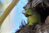 Parrocchetto dal collare-Ring-necked Parakeet (Psittacula krameri)