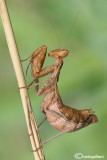 European Dwarf Mantis - Ameles spallanzania