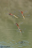 Sympetrum fonscolombei - Ovodeposition in flight