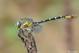 Onychogomphus forcipatus ssp. unguiculatus male